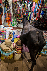 PALOLEM, INDIA - MARCH 18, 2019: Sacred animal cow walks into a clothing store during a night trade...