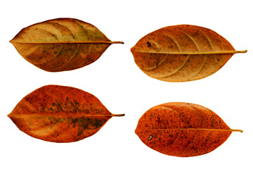 Leaves in the garden on white background. Debris after being eaten by worms. The furrows on the...