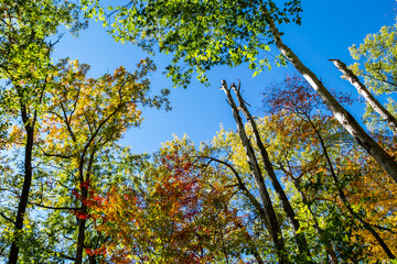 autumn leaves in the sky