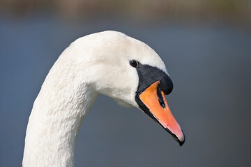 Obraz premium Mute swan headshot in the UK