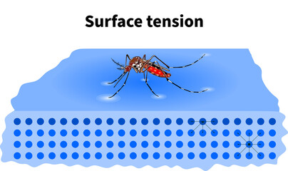 surface tension Mosquito water surface molecule force floating