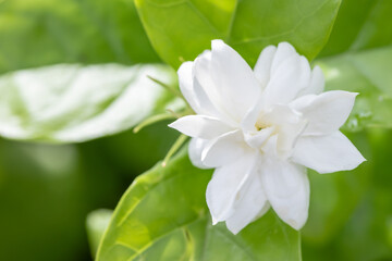 White jasmine overlapping petals soft focus in the garden ,Thai jasmine. Beautiful jasmine after summer rain.Fresh air when it rains , copy space for text.