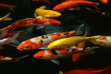 Obraz premium fish CARP fancy / koi in pond, japanese National animal