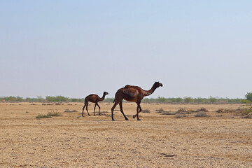 Camel mother and calf crossing the barren Rann of Kutch in India