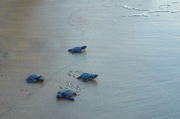 tortugas marinas pequeñas