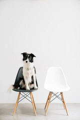 border collie sitting on a chair inside a house . lifestyle with dogs