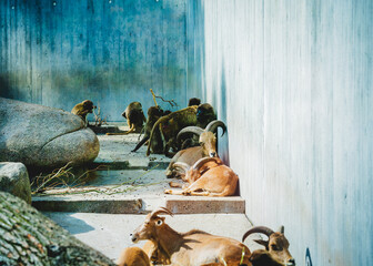 Bergziegen liegen im Zoogehege hinter glasscheibe

