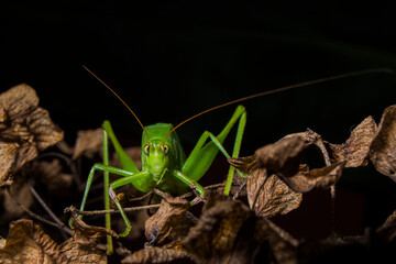 Grasshopper