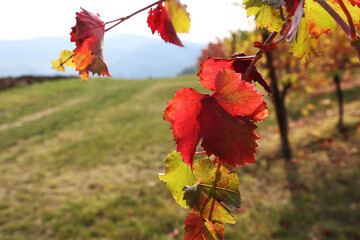 Foglie di vite in autunno, primi piani di un rosso intenso in controluce