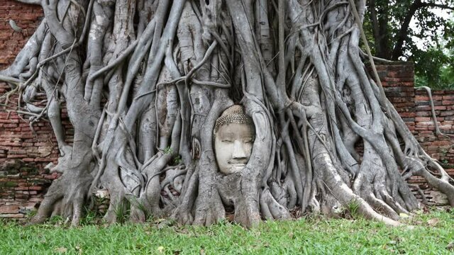 wonders of nature,The Head of The Sandstone Buddha image in tree roots at Wat Mahathat Ayutthaya Thailand