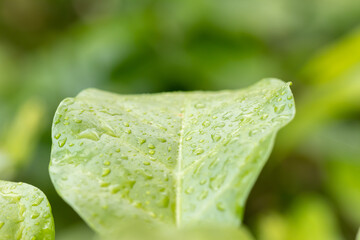 Water drops of dew in the morning glow in the sun. Natural background. Fresh juicy green leaf in droplets of morning dew.