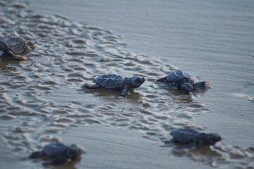 tortugas marinas peque&ntilde;as
