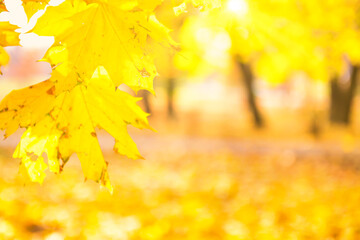 Naklejka na ściany i meble Branch with gold colored maple leaves on yellow autumn park background