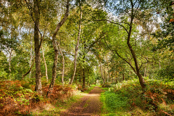 Fototapeta na wymiar Sherwood Forest Footpath