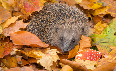 Hedgehog in autumn (Scientific name: Erinaceus Europaeus) wild, free roaming hedgehog, taken from within a wildlife woodland hide to monitor health and population of this declining mammal	