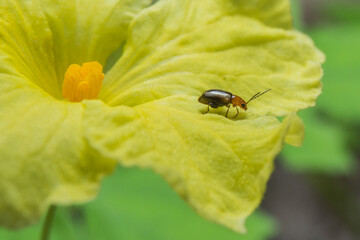 insect