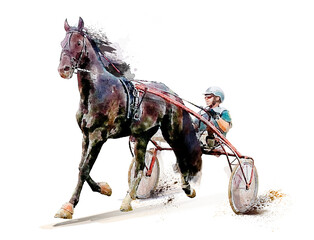 Horse. Equestrian sport. Trotter race. Jockey. Harness racing. Watercolor painting illustration. Hippodrome. Isolated on white background © mari