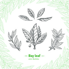 Laurel Bay leaves, branches and fruits isolated detailed hand drawn black and white vector illustration 
