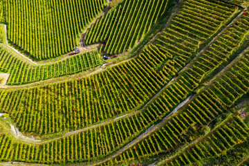 Vineyards in the Tresivio area in Valtellina, Italy