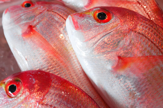 マダイ の画像 1 553 件の Stock 写真 ベクターおよびビデオ Adobe Stock