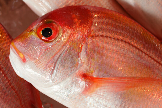 Pagrus Major Images Browse 1 300 Stock Photos Vectors And Video Adobe Stock Pagrus Major Images Browse 1 300 Stock Photos Vectors And Video Adobe Stock