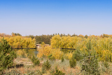 Fototapeta premium Autumn landscape. Lake in the park in autumn. Reflections in the water. Autumn trees and plants. Lake. Gold autumn. Yellow, orange, red, brown, green leaves. Blue sky