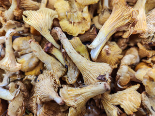 chanterelles mushrooms for sale at farmers market