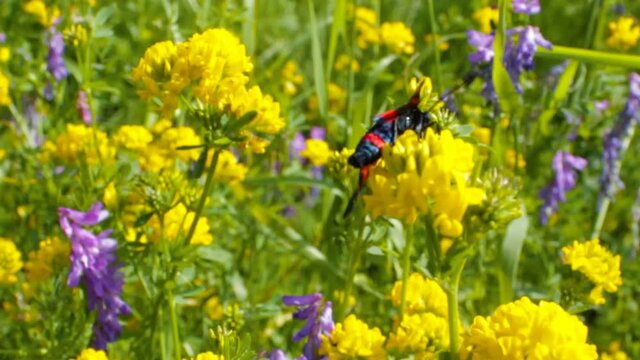 insect Zygaena filipendulae,Six-spot burnet butterfly sits on a yellow flower in summer