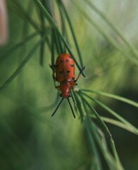 ladybird on a leaf