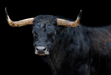 Portrait of a bull with black background - Powered by Adobe