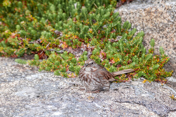 Song Sparrow (Melospiza melodia) at Chowiet Island, Semidi Islands, Alaska, USA