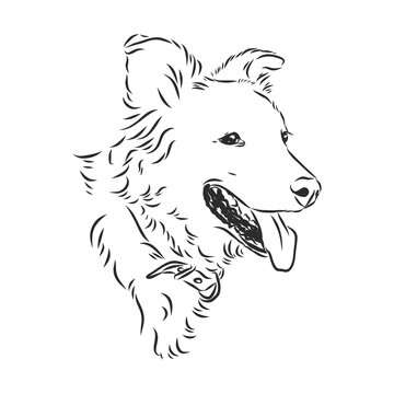 The old poor mangy dog look sad and lonely., mongrel, abandoned dog, vector sketch illustration