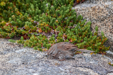 Song Sparrow (Melospiza melodia) at Chowiet Island, Semidi Islands, Alaska, USA
