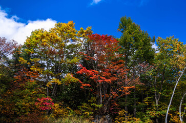 秋の乗鞍高原　もみじとブナの紅葉