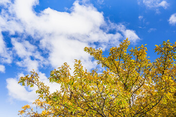 Fototapeta na wymiar ブナの木の紅葉と青空