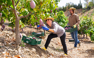 Positive adult woman working in farm orchard during autumn harvest time, picking fresh ripe mangoes