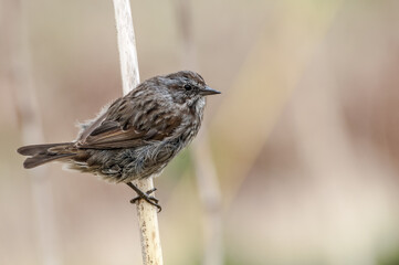 Song Sparrow (Melospiza melodia) at Chowiet Island, Semidi Islands, Alaska, USA