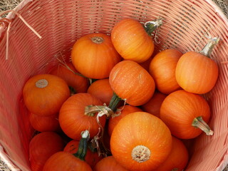 Pumpkin Basket
