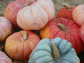 Colorful Pumpkins