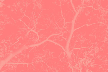 Branches of cherry blossoms. A toned background for design.