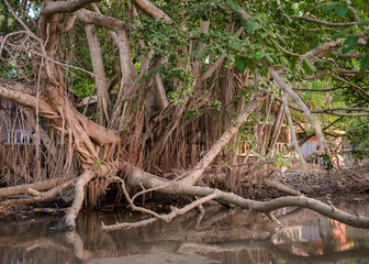 Banyan tree in the jungle near a village in Goa, India