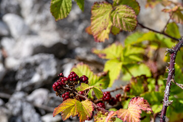 A bush with green leaves, red berries and red autumn leaves. Picture from Malmo, Sweden