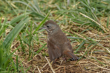 Fox Sparrow (Passerella iliaca) at Chowiet Island, Semidi Islands, Alaska, USA