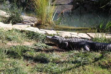 crocodile