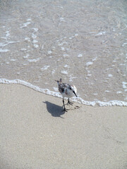 Single bird sanderling (Calidris alba) on a beach sand near the water. Miami Beach, Florida, USA.