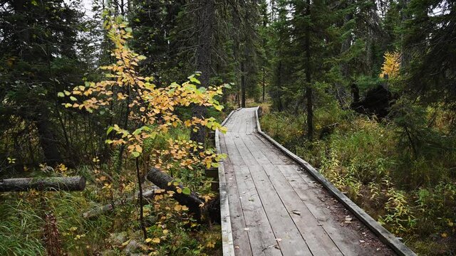 A weathered wooden walkway disappears into a dark green forest of spruce trees.  Autumn colored leaves and grass offset the green of the forest.  The leaves are moving in a light wind.  
