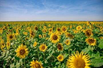 Sunflower field against a blue sky at midday in the Polish countryside