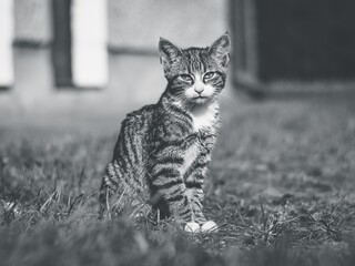 a cat posing in front of the camera in black and white photography
