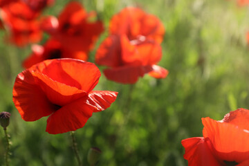 Beautiful blooming poppy flowers in field on spring day, closeup