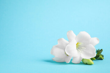 Beautiful freesia flowers on light blue background. Space for text